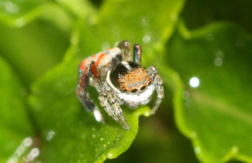 Image of Peacock spider