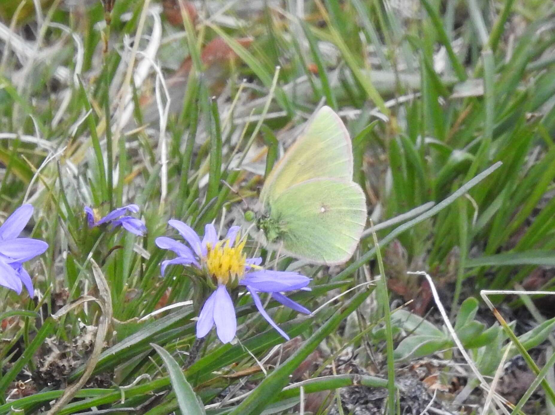 Colias meadii Edwards 1871 resmi