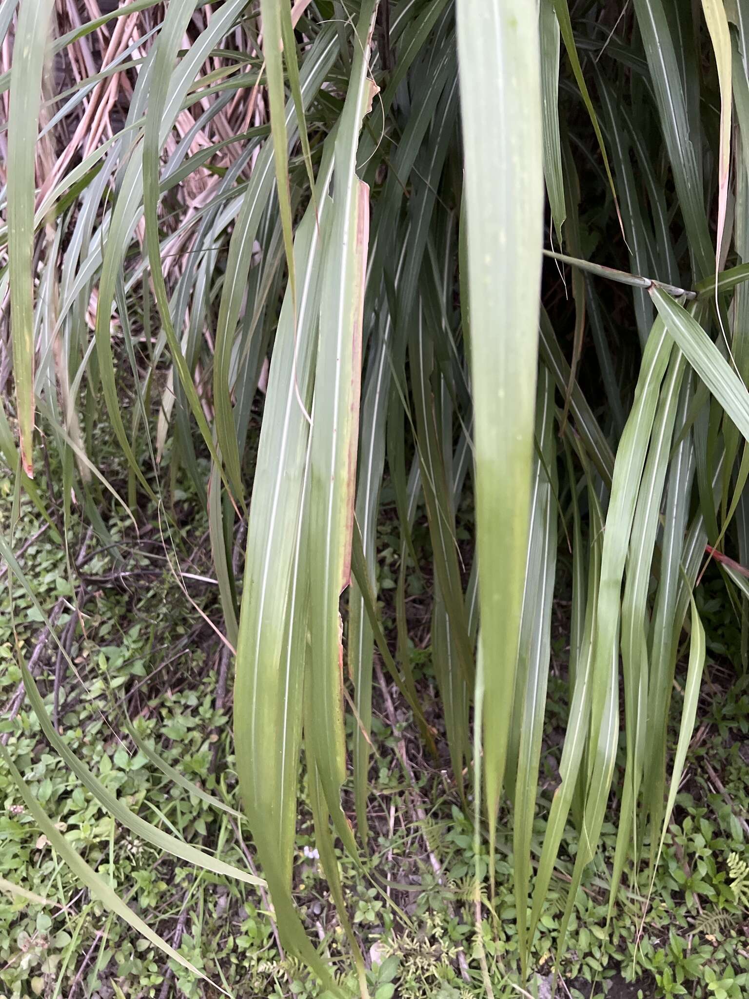 Imagem de Miscanthus floridulus (Labill.) Warb. ex K. Schum. & Lauterb.