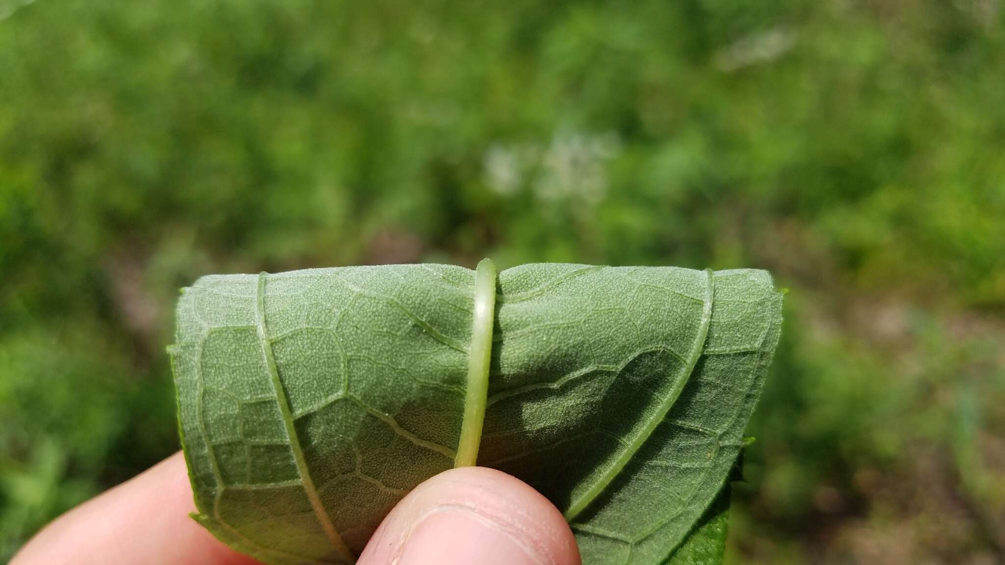 Sivun Helianthus grosseserratus M. Martens kuva