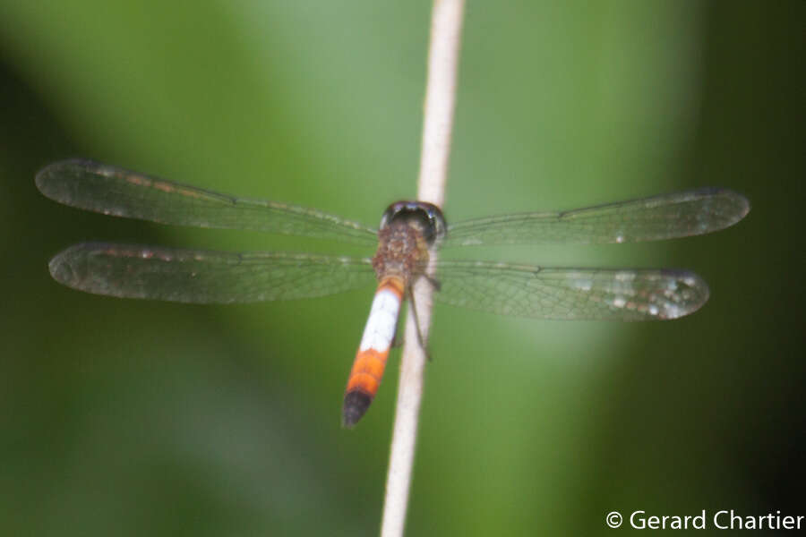 Imagem de Brachygonia oculata (Brauer 1878)