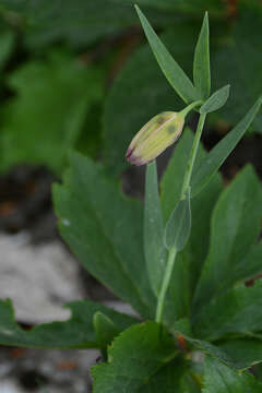 Image of Fritillaria pontica Wahlenb.