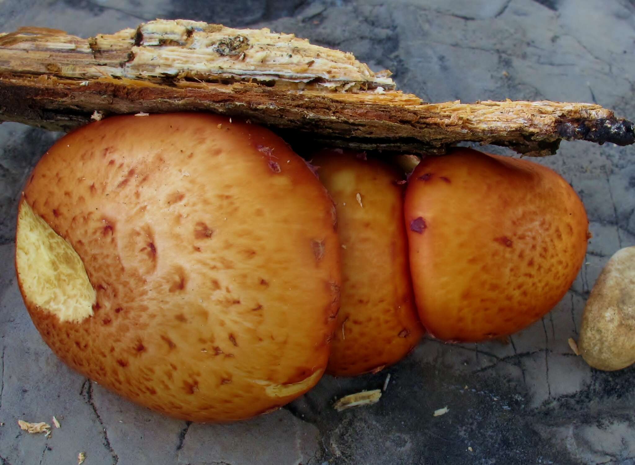 Image de Pholiota polychroa (Berk.) A. H. Sm. & H. J. Brodie 1935