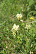 Image de Trifolium canescens Willd.