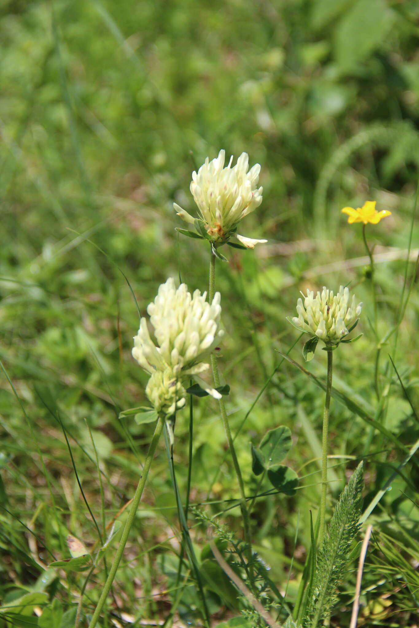 Слика од Trifolium canescens Willd.