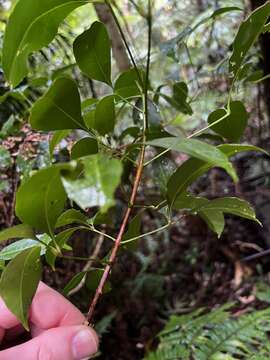 Image of Melicope hayesii T. G. Hartley