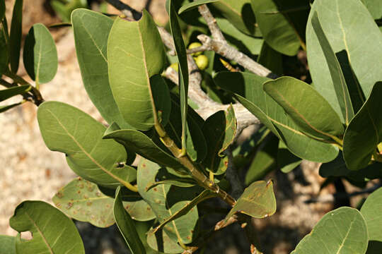 Слика од Ficus ilicina (Sond.) Miq.