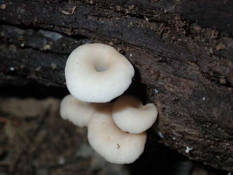 Crepidotus nyssicola (Murrill) Singer 1973 resmi