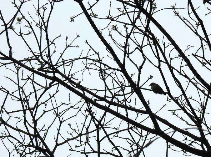 Image of Scarlet-backed Flowerpecker