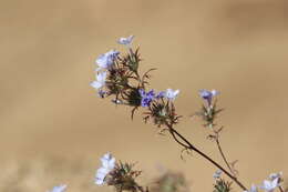 Image of Tehachapi woollystar