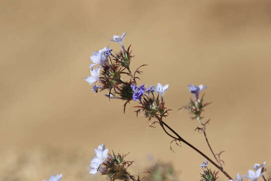 Image of Tehachapi woollystar