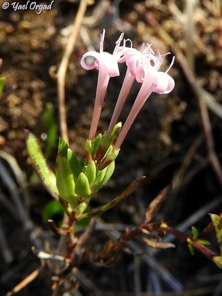 Plocama calabrica (L. fil.) M. Backlund & Thulin的圖片