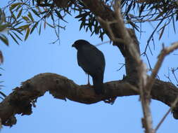 Image of White-bellied Goshawk