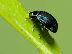 Image of willow leaf beetle