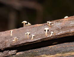 Image of Cudoniella clavus (Alb. & Schwein.) Dennis 1964