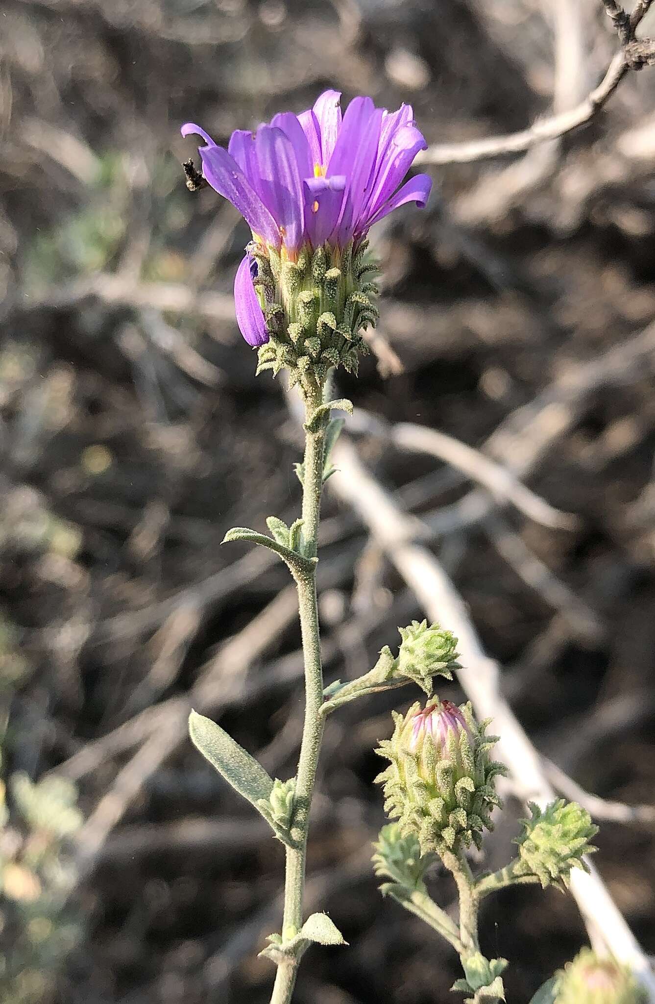 Imagem de Dieteria canescens var. canescens