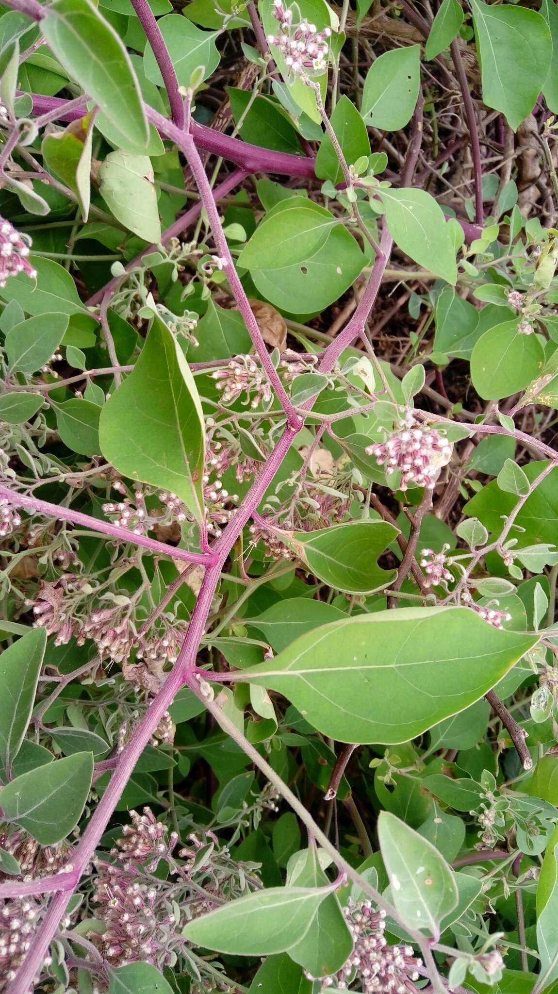 Sivun Salpianthus arenarius Humb. & Bonpl. kuva