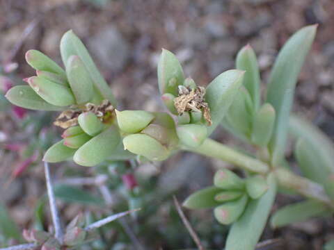 Image of Delosperma robustum L. Bol.