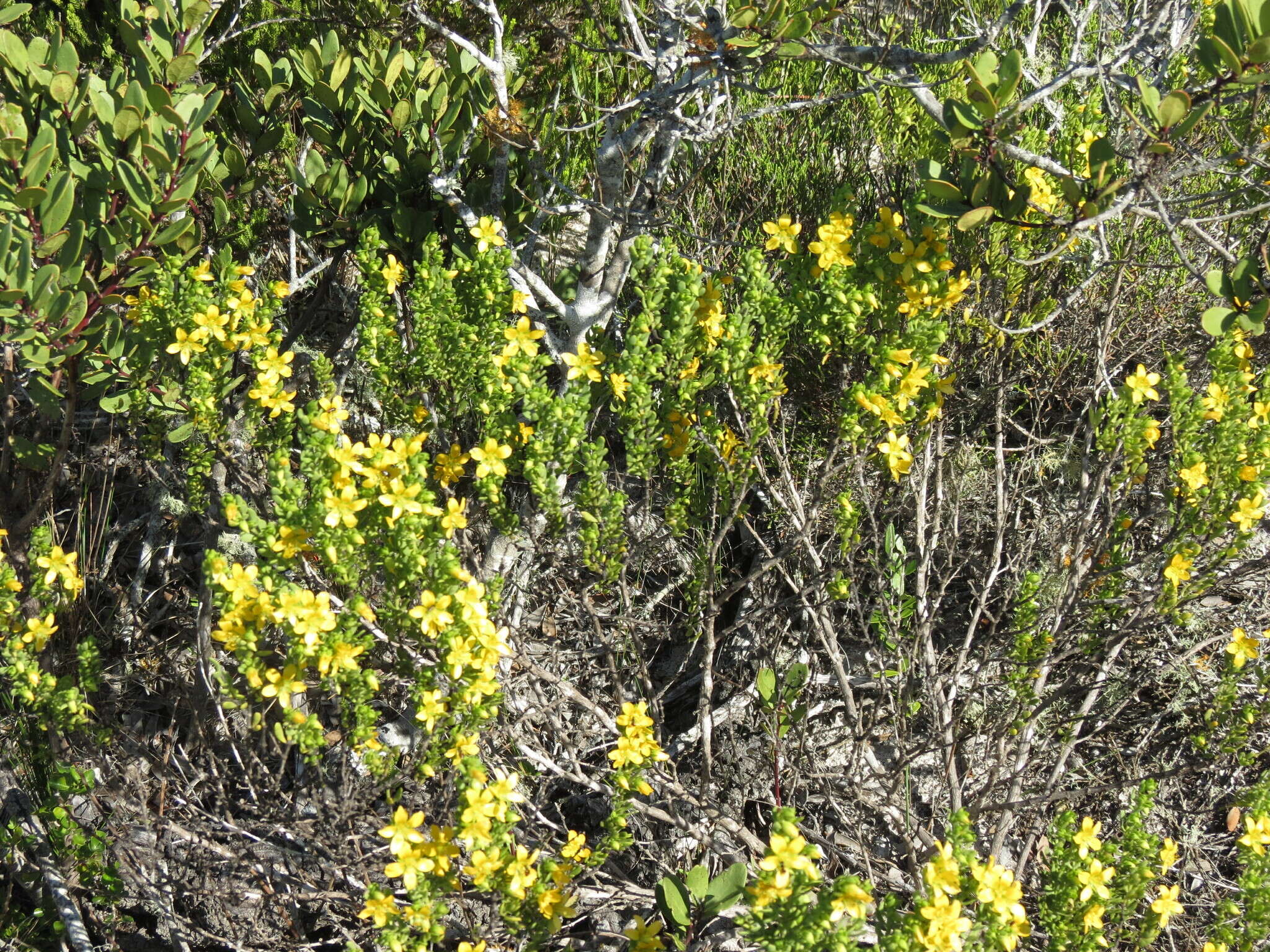 Image of Roepera fuscata (Van Zyl) Beier & Thulin