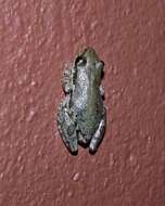 Image of Lesser Snouted Treefrog