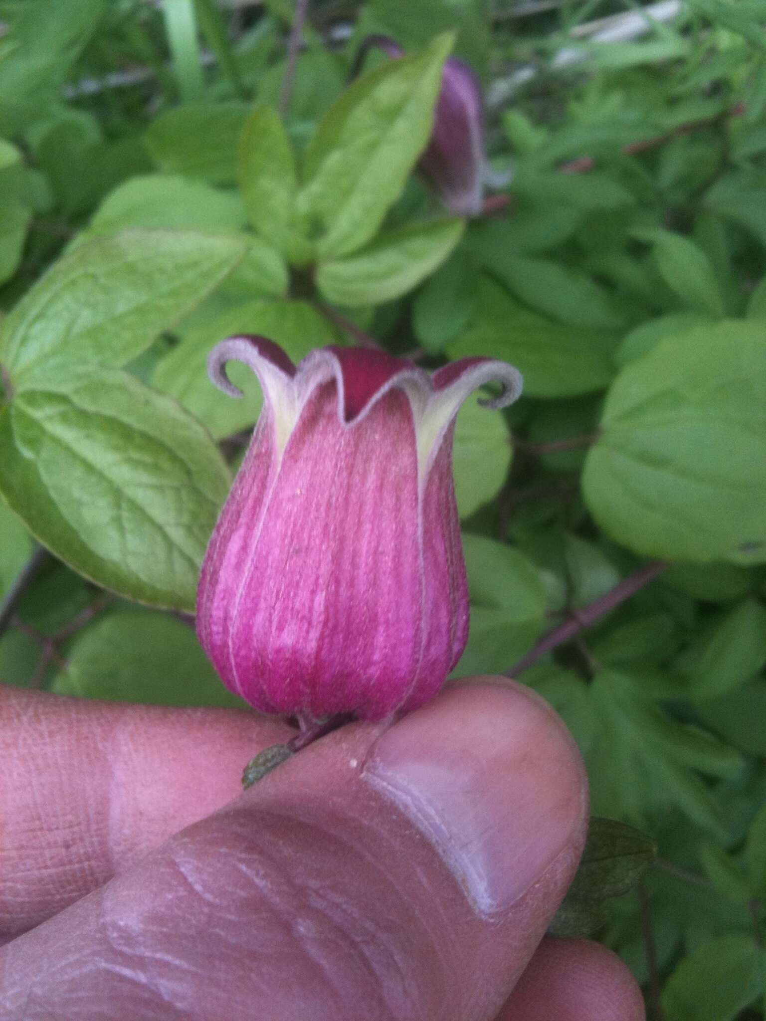 Plancia ëd Clematis vinacea Floden