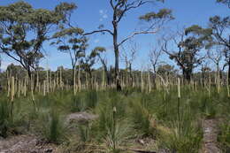 Image of Xanthorrhoea resinosa Pers.