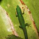 Image of Phelsuma quadriocellata bimaculata Kaudern 1922