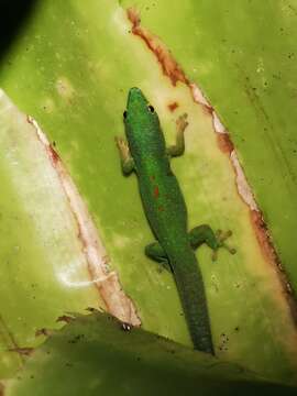 Image of Phelsuma quadriocellata bimaculata Kaudern 1922