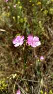 Image of Dianthus polymorphus Bieb.