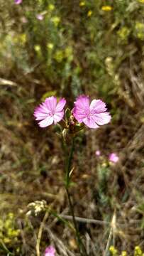 صورة Dianthus polymorphus Bieb.