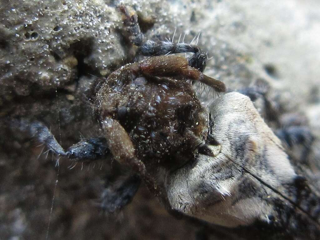 Image of Pogonocherus dimidiatus Blessig 1872