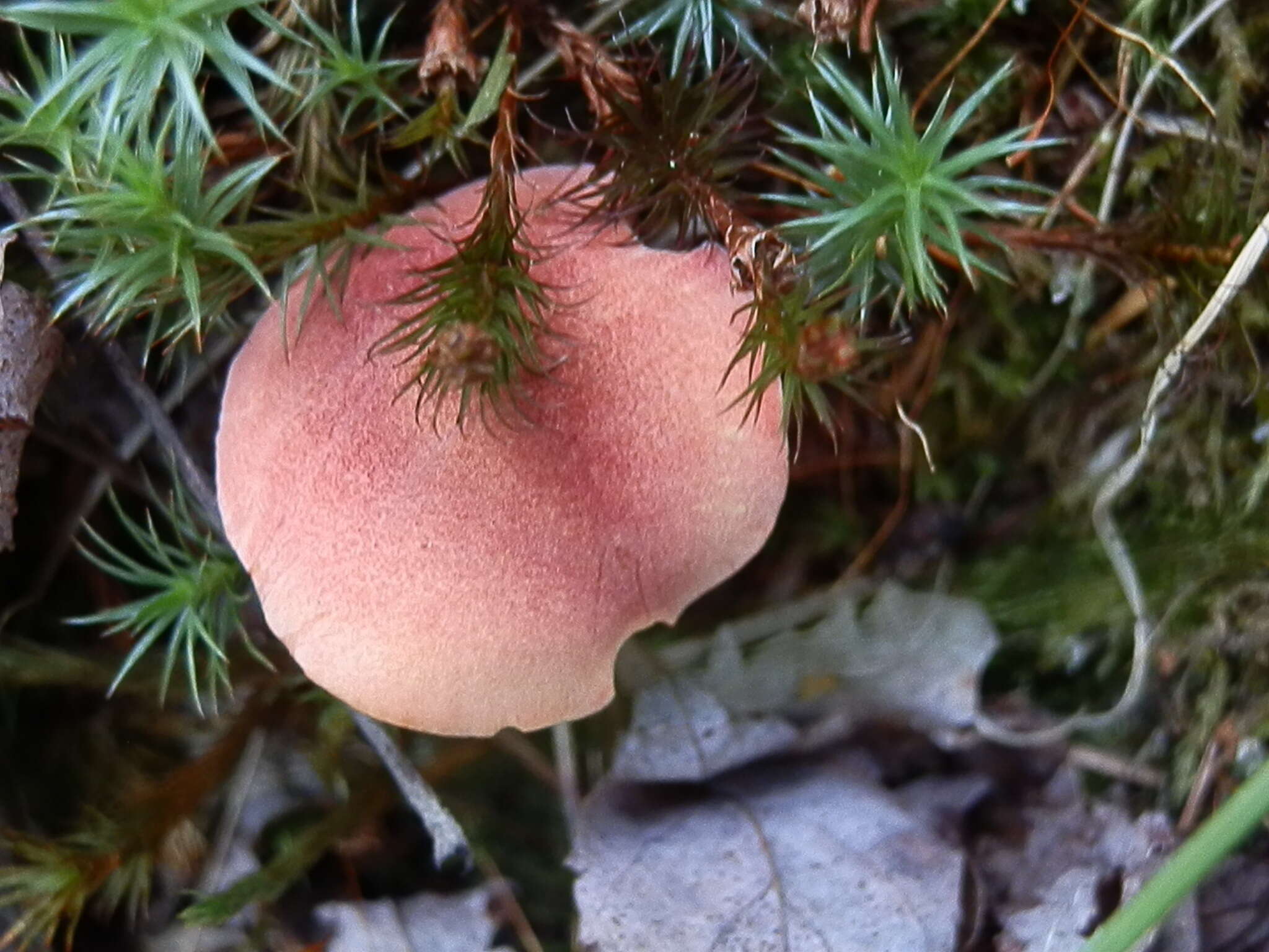 Image of Chalciporus pseudorubinellus (A. H. Sm. & Thiers) L. D. Gómez 1997