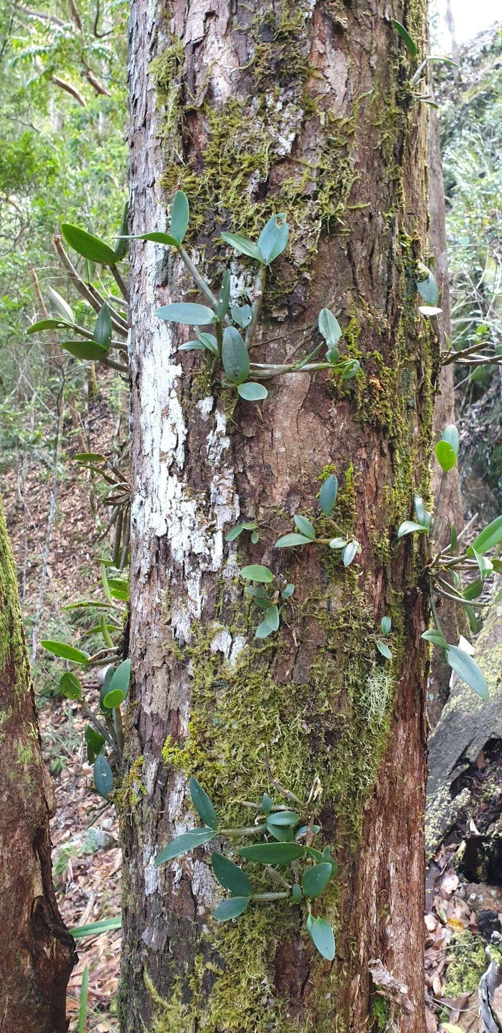 Imagem de Dendrobium aemulum R. Br.