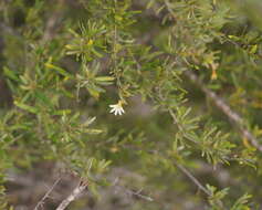 Imagem de Scaevola spinescens R. Br.