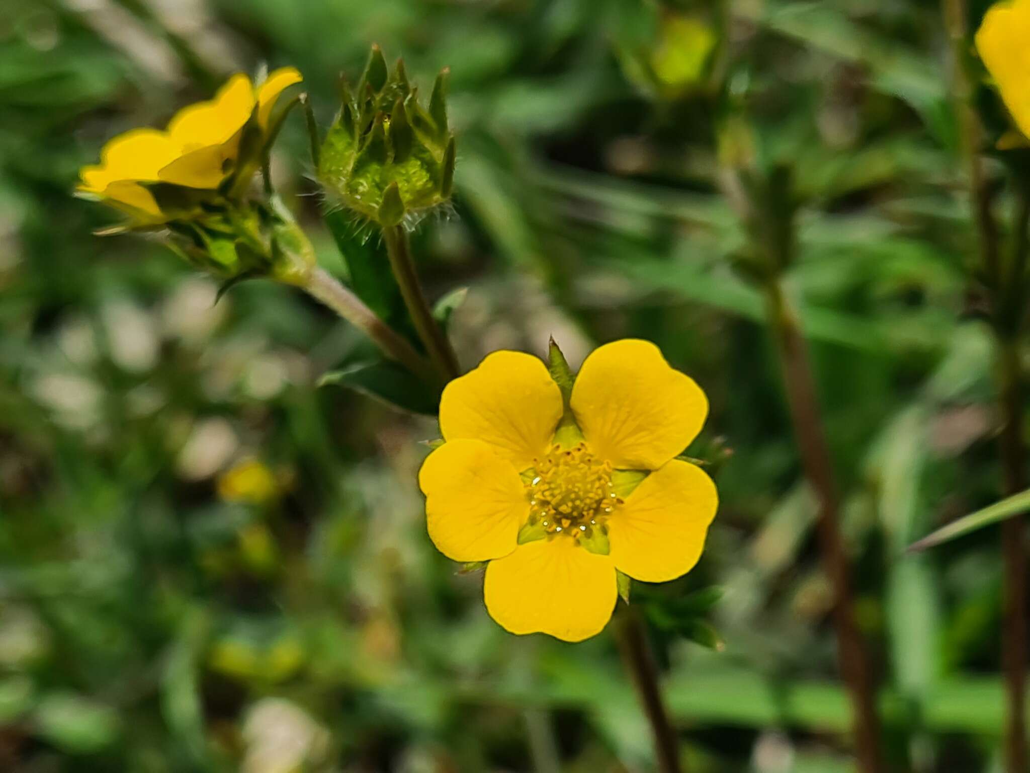 Image of Potentilla daghestanica J. Soják