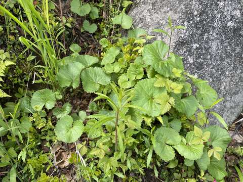 Image of Petasites rubellus (J. F. Gmel.) Toman