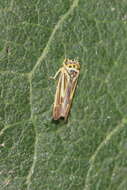 Image of Eupterycyba