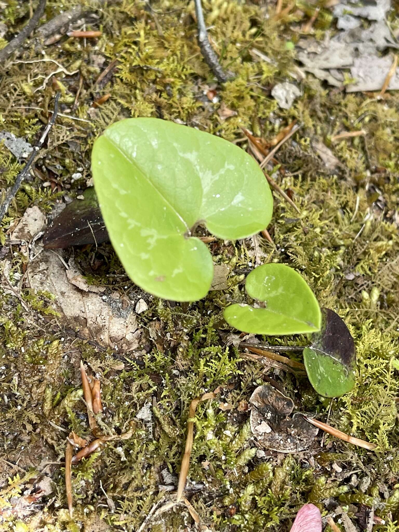 Image of largeflower heartleaf