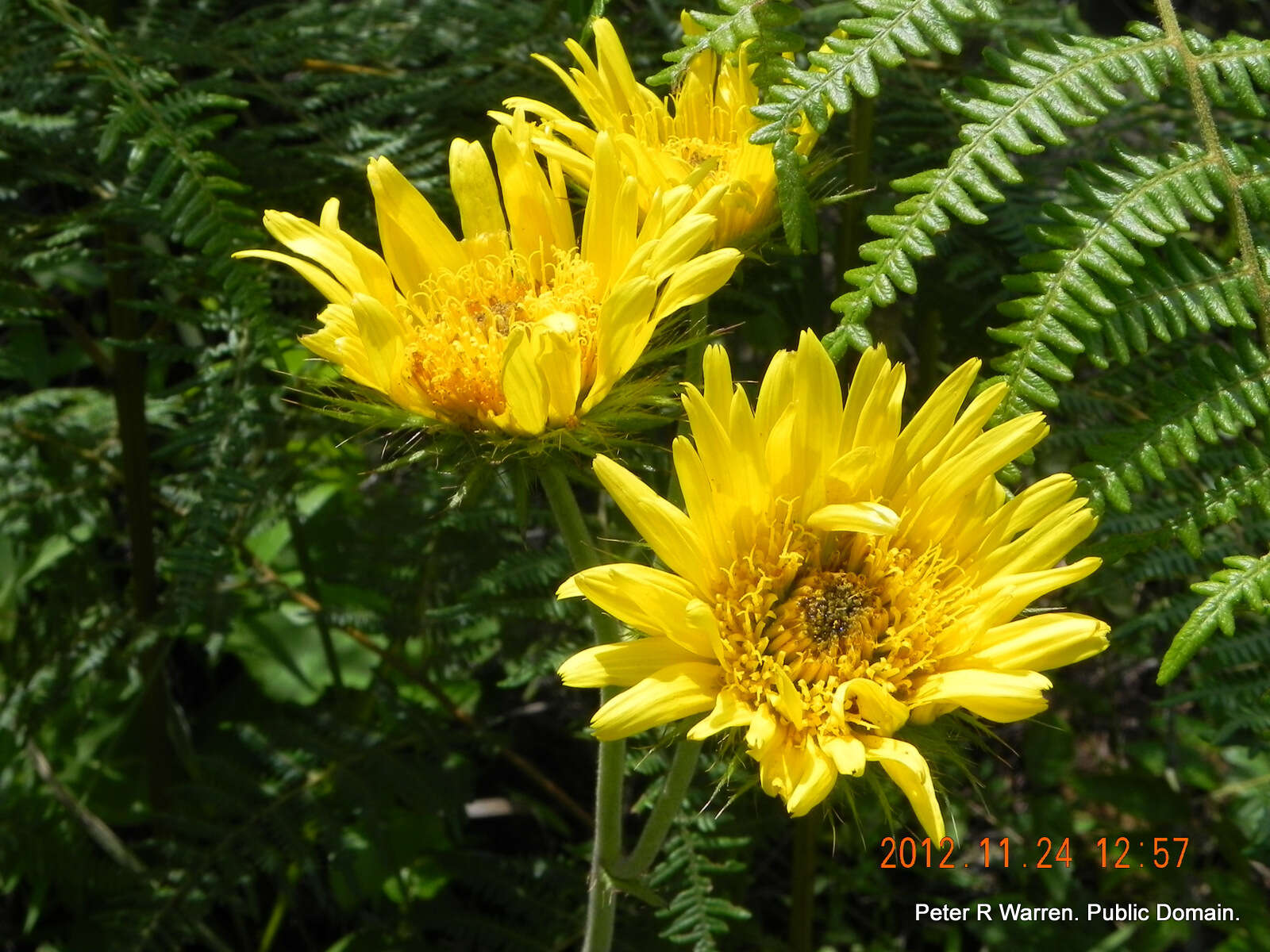 Image of Berkheya speciosa (DC.) O. Hoffm.