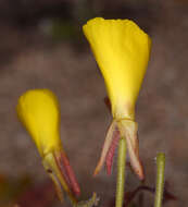 Image of Camissonia kernensis subsp. kernensis