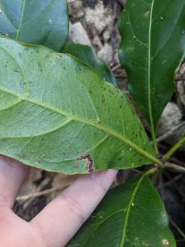 Image de Nothocissus sterculiifolia (F. Müll. ex Benth.) Latiff