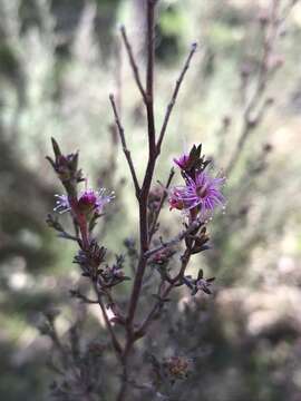 Image of Kunzea parvifolia Schau.