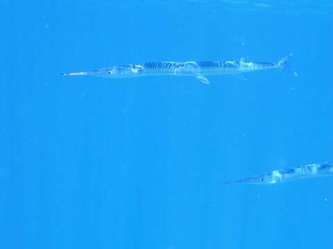 Image of Agujon needlefish