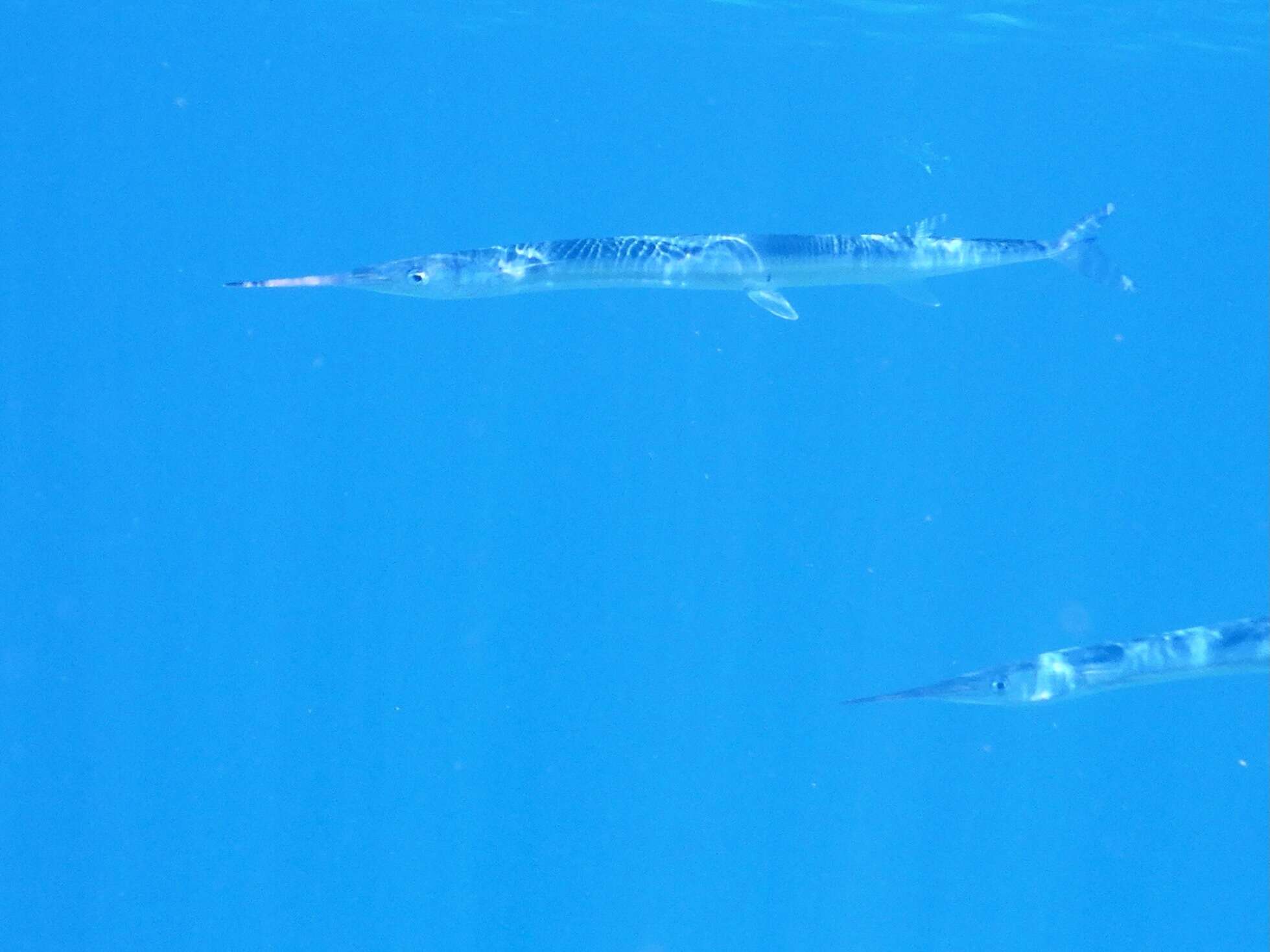 Image of Agujon needlefish