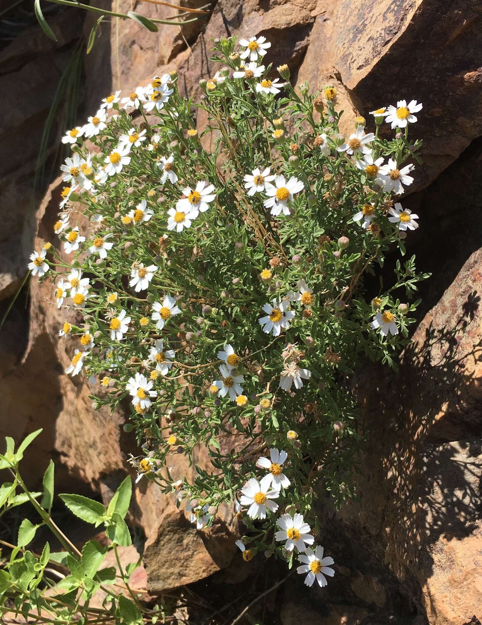 Imagem de Perityle coronopifolia A. Gray