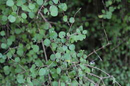 Image of Coprosma rotundifolia A. Cunn.