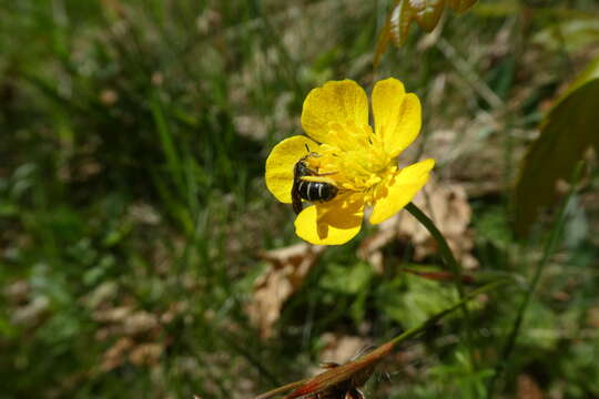 Imagem de Chelostoma florisomne (Linnaeus 1758)