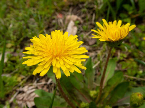 Image of Taraxacum platycarpum Dahlst.