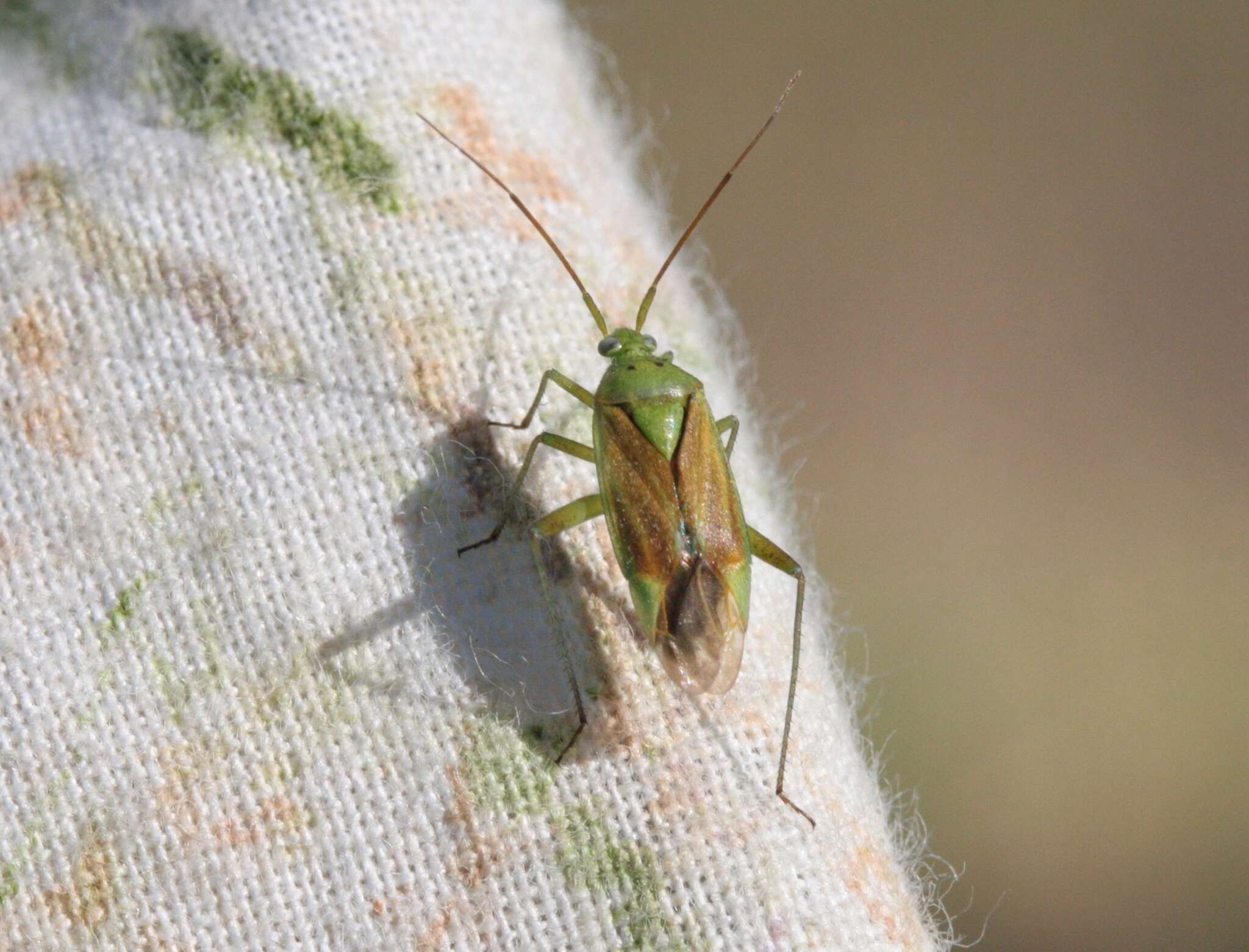 Image of Potato Bug