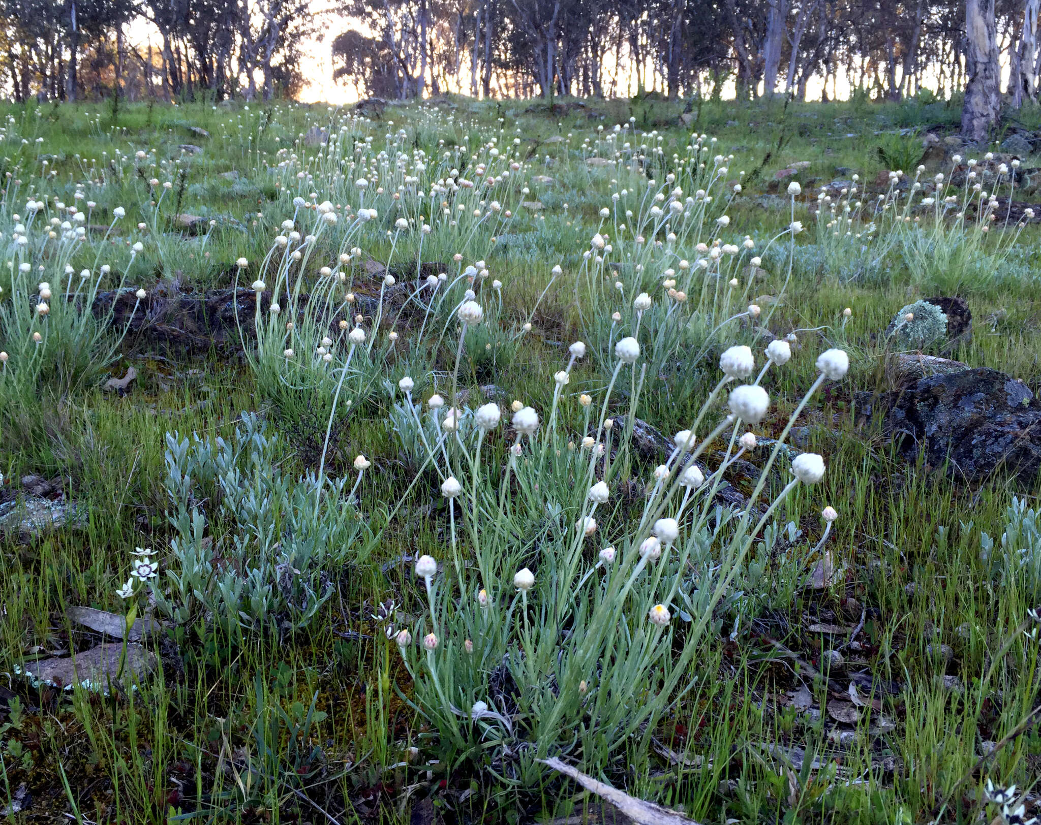 Image of Leucochrysum albicans subsp. tricolor (DC.) N. G. Walsh